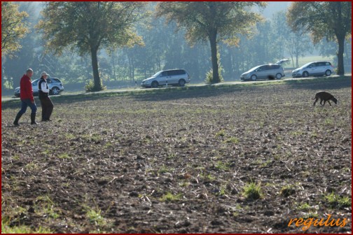DM FH 2011